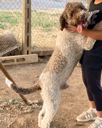 Lagotto Romagnolo