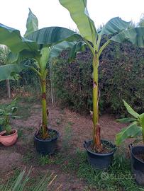 Banani