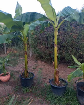Banani