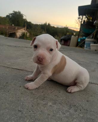 Cucciolo pitubull UKC maschio
