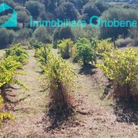Tra Nuoro e Oliena ,oliveto e vigna