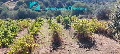 Tra Nuoro e Oliena ,oliveto e vigna