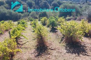 Tra Nuoro e Oliena ,oliveto e vigna