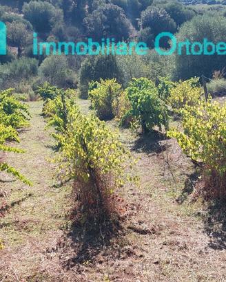 Tra Nuoro e Oliena ,oliveto e vigna