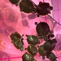 Tartarughe Reggio Calabria d'acqua