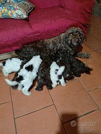 Cuccioli Lagotto romagnolo