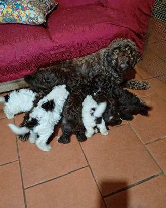 Cuccioli Lagotto romagnolo