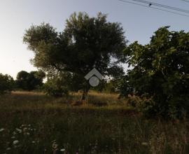 TER. AGRICOLO A SAN VITO DEI NORMANNI