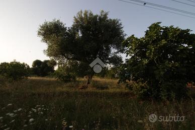 TER. AGRICOLO A SAN VITO DEI NORMANNI