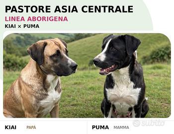 Pastori asia centrale linea aborigena