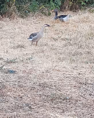 Oca Tolosa e cignoide