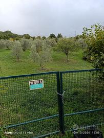  TERRENO AGRICOLO CON OLIVI E PIANTE DA FRUTTO 
