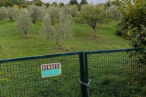  TERRENO AGRICOLO CON OLIVI E PIANTE DA FRUTTO 