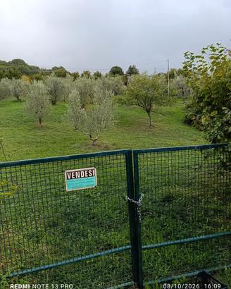  TERRENO AGRICOLO CON OLIVI E PIANTE DA FRUTTO 