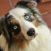 Ghibbs e Bart desiderano compagna