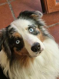 Ghibbs e Bart desiderano compagna