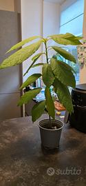 pianta avocado 