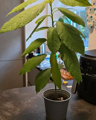 pianta avocado 