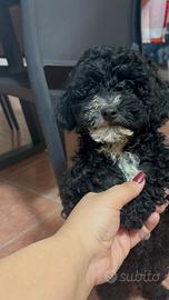 Cucciolo barboncino nano