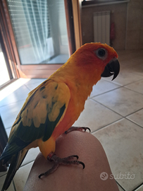 Conuro del sole allevato a mano