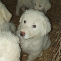 Cuccioli di pastore maremmano-abruzzese