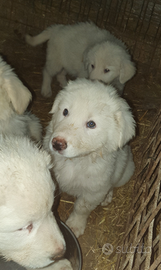 Cuccioli di pastore maremmano-abruzzese