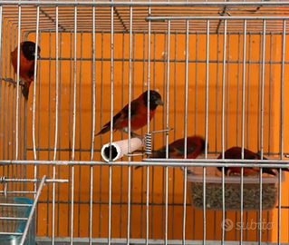 Cardinalini del venezuela