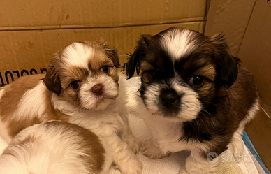 Cuccioli mast shitzu