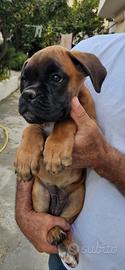 Cuccioli di Boxer