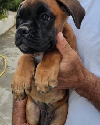 Cuccioli di Boxer