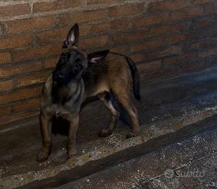Cucciolo di pastore belga Malinois