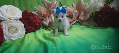 chihuahua a pelo lungo 