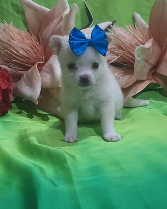 chihuahua a pelo lungo 
