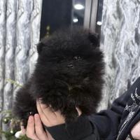 Spitz di pomerania