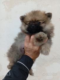 Cuccioli di Pomerania