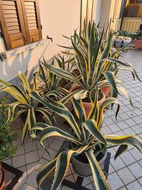 agave