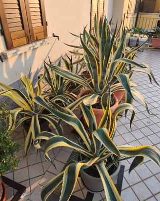 agave