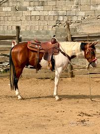 Paint horses