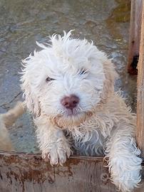Lagotto/springer