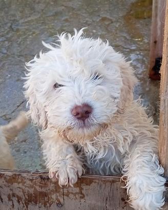 Lagotto/springer