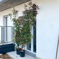 PIANTE DI PHOTINIA ALTEZZA 2m