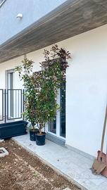 PIANTE DI PHOTINIA ALTEZZA 2m