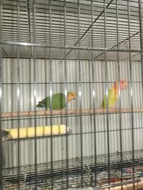 Coppia di inseparabili