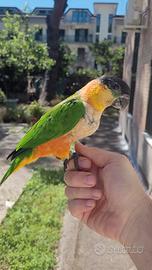 caicco testa nera 