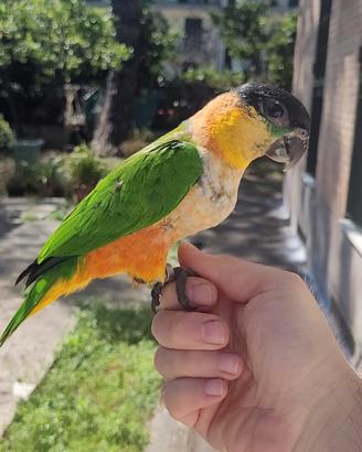 caicco testa nera 
