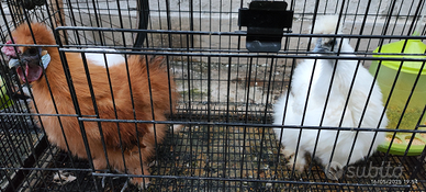 Coppia Di Galline Moroseta