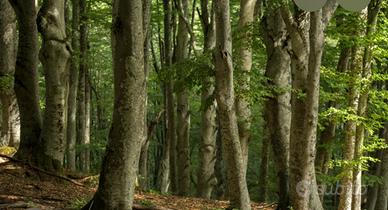 Scambiamo terreni e boschi con immobile