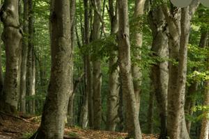 Scambiamo terreni e boschi con immobile
