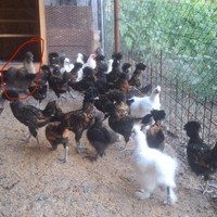 Pulcini moroseta e padovani