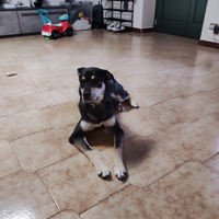 Cane in adozione